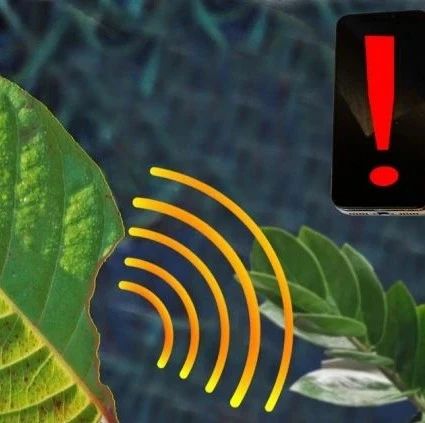 Real-time Detection of Plant Stress Using Nano Sensors