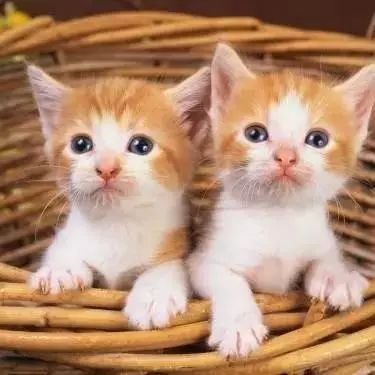 Raspberry Pi Ball Balancing Control Project Using OpenCV