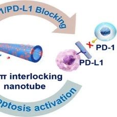 Harnessing Cross-Strand π−π Interlocking for Enhanced Immune Checkpoint Blocking and Ferroptosis