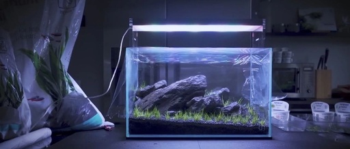 Guide to Creating Mini Desktop Aquascapes