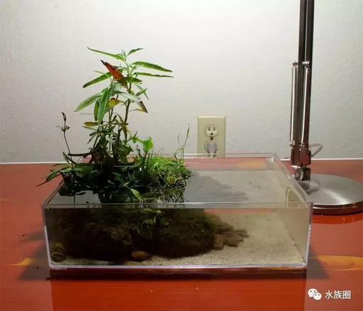 Creating a Mini Desktop Aquatic Habitat