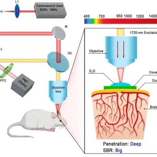 Bright Near-Infrared π-Conjugated Oligomer Nanoparticles for Deep-Brain Three-Photon Microscopy Excited at the 1700 nm Window in Vivo