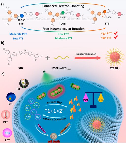 Enhanced Dual Modality Phototherapy for Tumor Mitochondria Targeting via π-Bridge Engineering