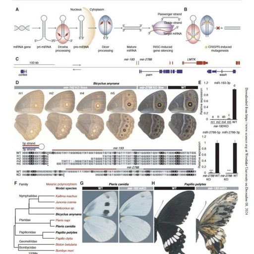 Understanding the Role of microRNA in Butterfly Wing Color Evolution