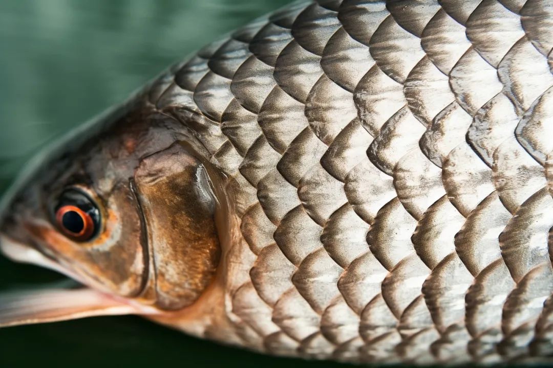 What Is Fish Scale Networking?