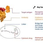 Key Factors Affecting ADC Efficacy