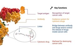 Key Factors Affecting ADC Efficacy