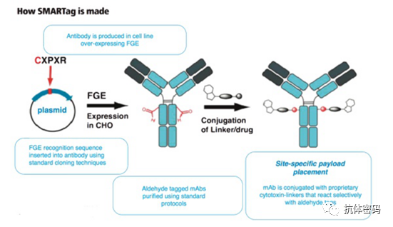 Comprehensive Overview of Antibody-Drug Conjugates (ADCs)