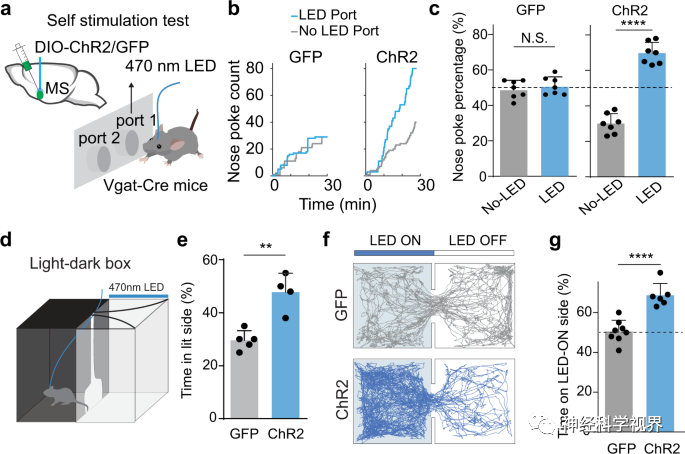 Scientists Reveal Reward Learning Pathway Mediated by Somatostatin Neurons
