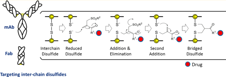 Comprehensive Overview of Antibody-Drug Conjugates (ADCs)