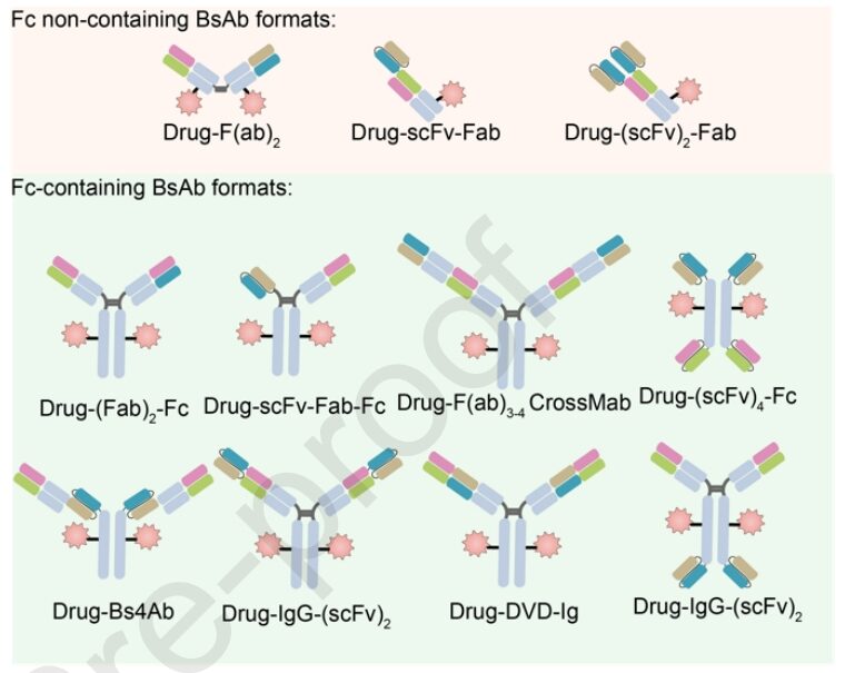 Understanding Bispecific Antibody Drug Conjugates (BsADCs)