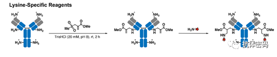 Comprehensive Overview of Antibody-Drug Conjugates (ADCs)