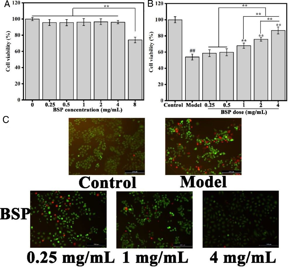 Extraction, Purification, and Gastroprotective Activity of Glucomannan from Bletilla Striata