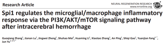 Spi1 Regulates Inflammatory Response of Microglia/Macrophages After Intracerebral Hemorrhage via PI3K/AKT/mTOR Pathway