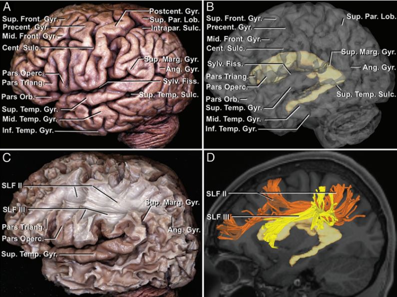 The Anatomical Significance of Brain White Matter Tracts
