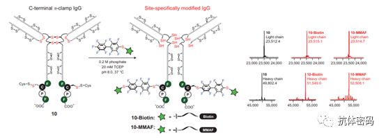 Comprehensive Overview of Antibody-Drug Conjugates (ADCs)