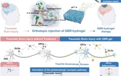 Multicomponent Herbal Small Molecule Hydrogels for TBI Treatment