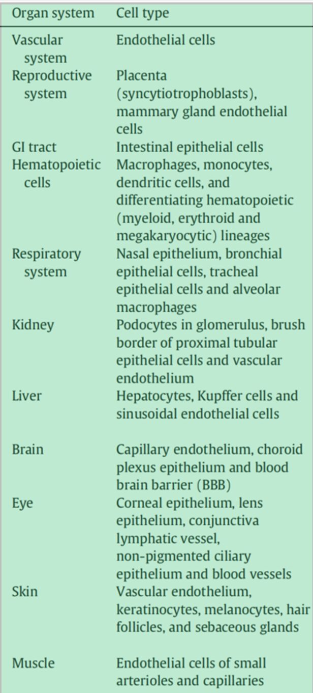 Mechanisms of Non-Targeted Uptake and Toxicity of ADC Drugs