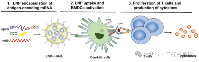 Understanding The Mechanism of Immune Response Triggered by Different Lipid Components in Lipid Nanoparticles (LNP)