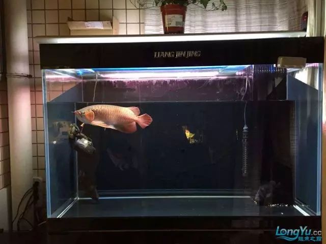 DIY Fully Automatic Water Change System