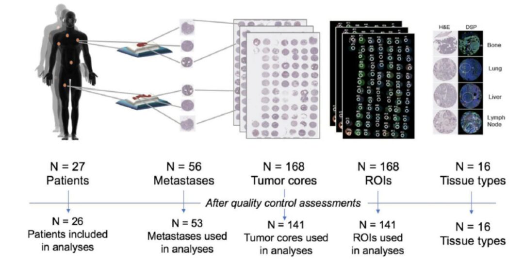 Exploring GeoMx DSP Applications in Cancer Research
