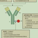 Physicochemical Analysis and Structural Characterization of Antibody-Drug Conjugates (ADCs)