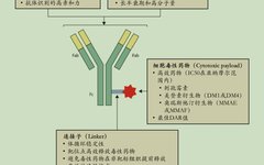 Physicochemical Analysis and Structural Characterization of Antibody-Drug Conjugates (ADCs)