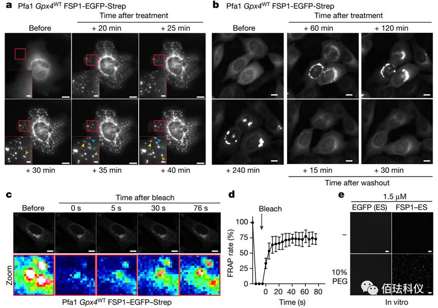 Application of Nanolive in Ferroptosis Research