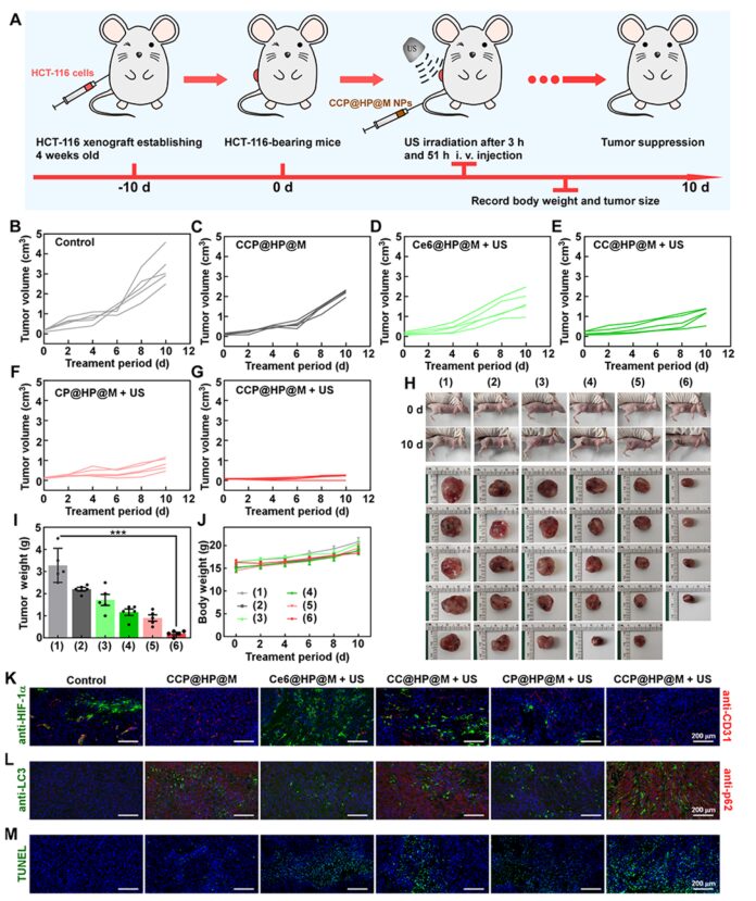 Cascaded Nano-Reactor Enhances Sonodynamic Therapy for Colon Cancer