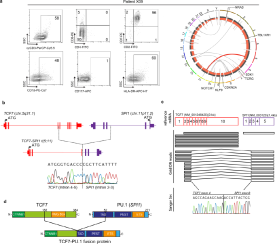 The Oncogenic Cooperation of TCF7-SPI1 and NRAS in T-ALL