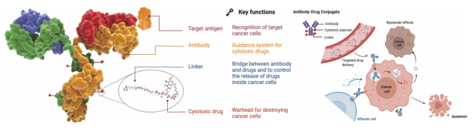 Review of ADC Drugs: Current Status and Future Directions