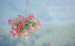 The Ultimate Explanation of Modal Verb: Can