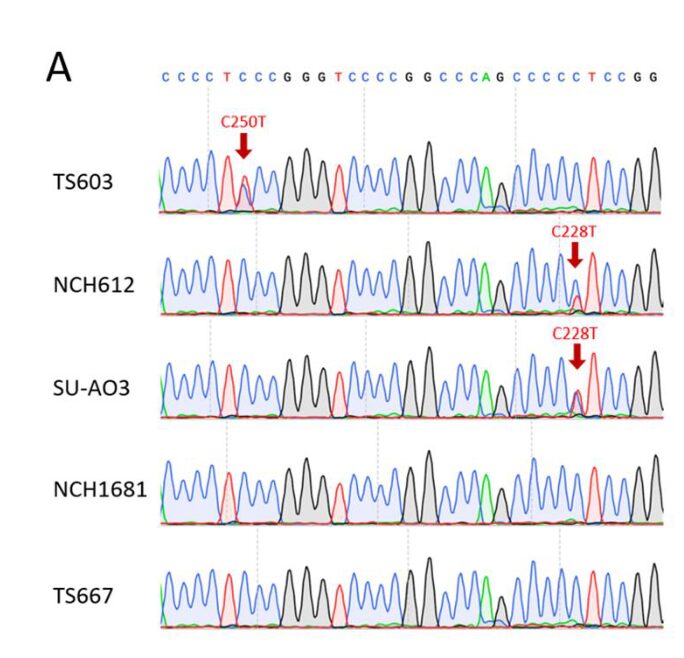 TERT and DNMT1 Expression Predicts Glioma Sensitivity to DAC