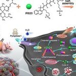 Monitoring Pyroptosis in B16 Cells Using Holographic 3D Imaging