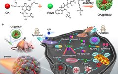 Monitoring Pyroptosis in B16 Cells Using Holographic 3D Imaging