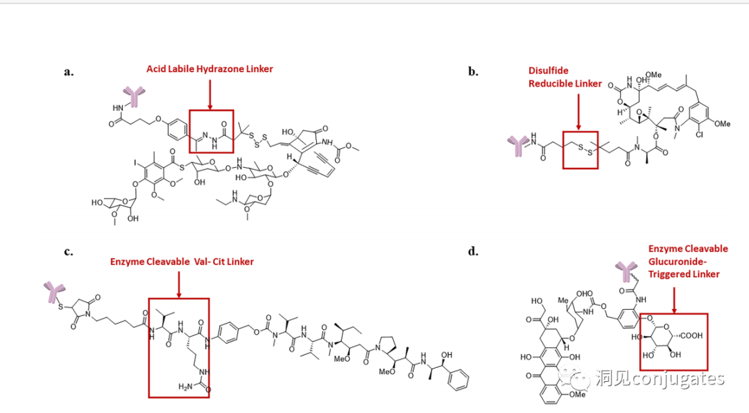 Understanding ADC: Overview, Antibody and Linker Selection