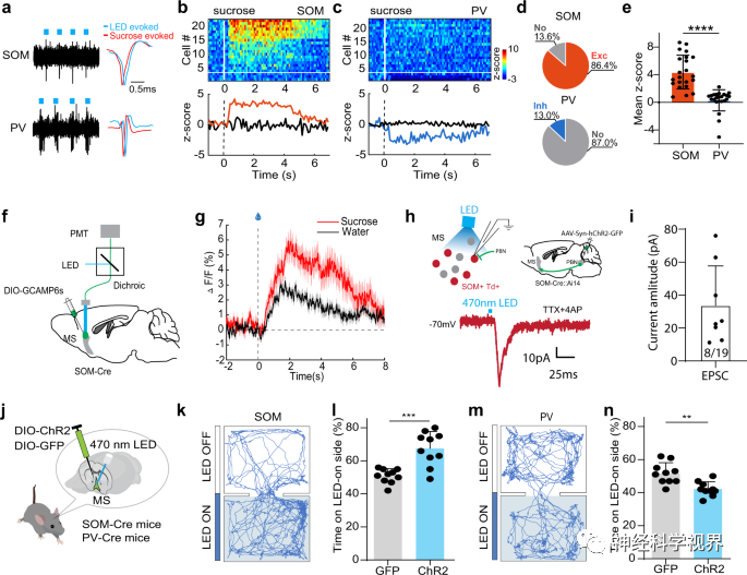 Scientists Reveal Reward Learning Pathway Mediated by Somatostatin Neurons