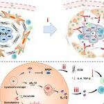 Transforming Cancer-Associated Fibroblast Barriers for Tumor Treatment