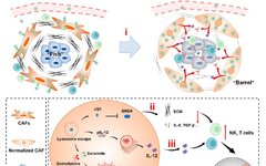 Transforming Cancer-Associated Fibroblast Barriers for Tumor Treatment