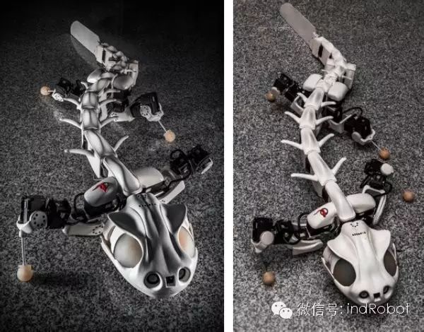 Exploring Beautiful and Adorable Bionic Robots
