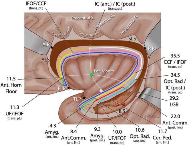 The Anatomical Significance of Brain White Matter Tracts