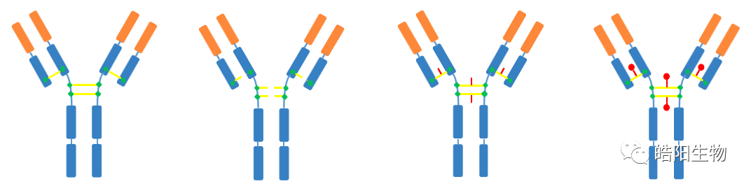 Physicochemical Analysis and Structural Characterization of Antibody-Drug Conjugates (ADCs)