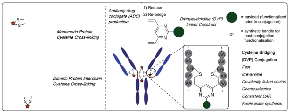 Comprehensive Overview of Antibody-Drug Conjugates (ADCs)