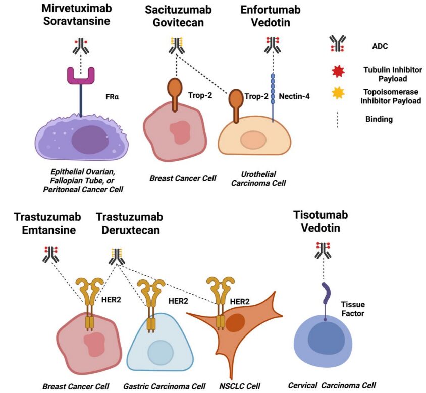 Selection of Target Antigens in ADC Design