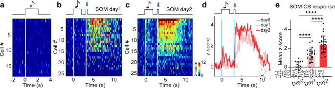 Scientists Reveal Reward Learning Pathway Mediated by Somatostatin Neurons