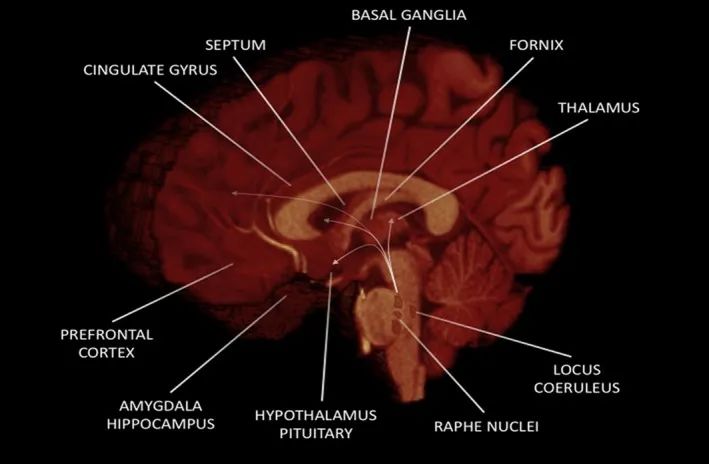 Neuroanatomy and Function of Human Sexual Behavior