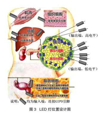 Design and Development of Blood Sugar Regulation Model Based on Micro:bit