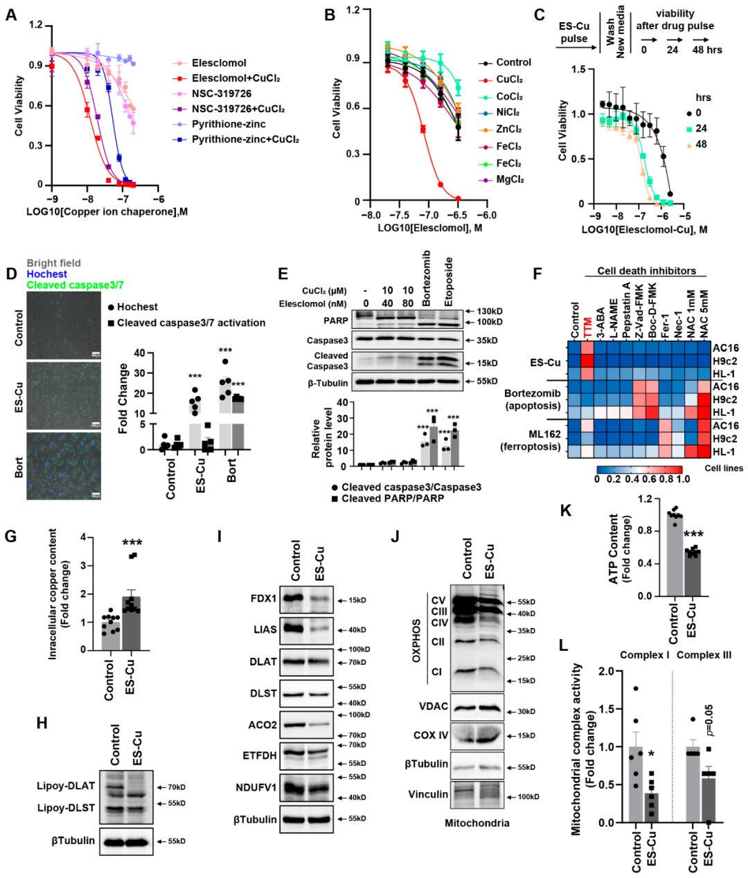 ATF3/SPI1/SLC31A1 Pathway Promotes Copper Death Induced by AGEs in Diabetic Myocardial Injury