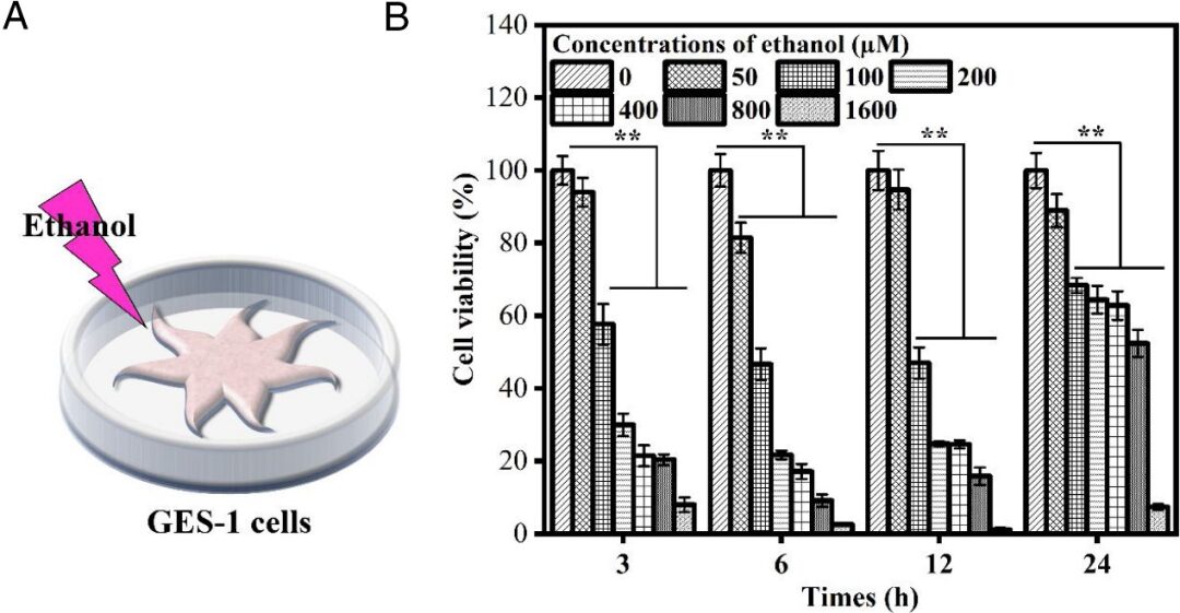 Extraction, Purification, and Gastroprotective Activity of Glucomannan from Bletilla Striata