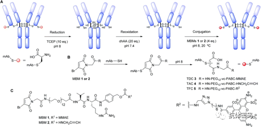 Comprehensive Overview of Antibody-Drug Conjugates (ADCs)